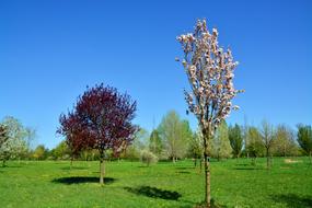 Cherry Tree Blossom