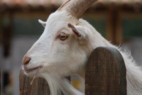 Nature Animalia Farm