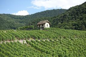 Agriculture Grapes Farm