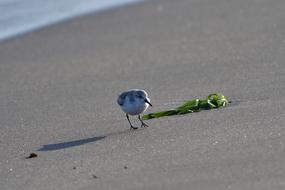 Gerbil on the sand