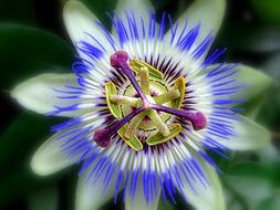 Nature Flower Summer