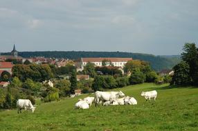 Cow Pasture Cows Landscape
