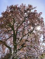 Tree Park Nature Cherry