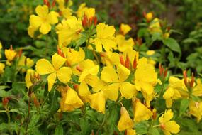 flowers plants garden yellow
