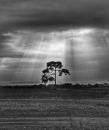 Tree Landscape Sun Rays