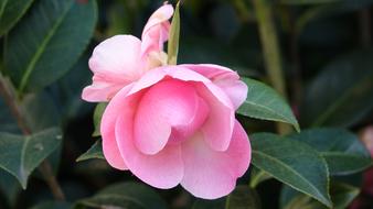 Flower Plant Nature