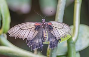 Nature Insect Butterfly