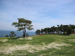 Wood Grass Scenery