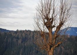 Tree Kahl Wood