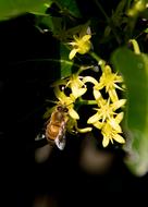 yellow small flowers are black