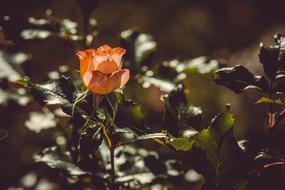 Rose Backlighting Flower