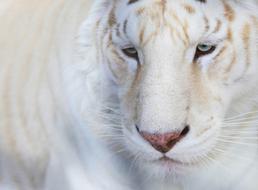 Animals White Tiger Portrait