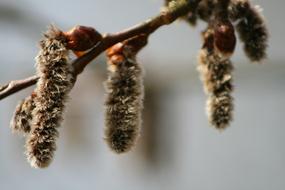 nature dry plants