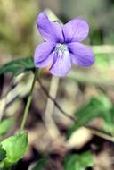 Violet Nature Plant