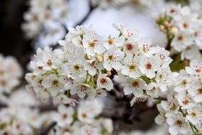 Flower Cherry Flora