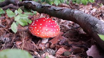 Mushroom Nature Toadstool