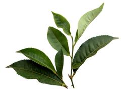 Tea Leaf Plant