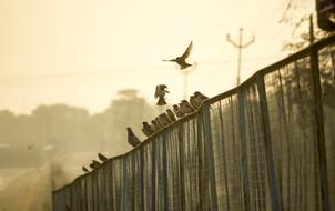 Fence Birds Sunrise