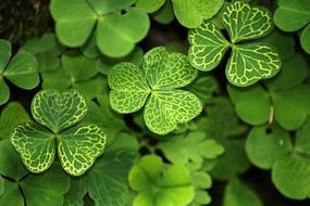 Klee Shamrocks Plant Symbol Of