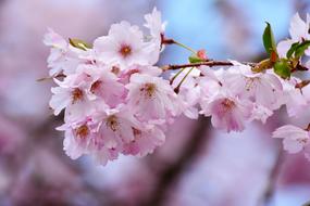 Cherry Blossoms Japanese