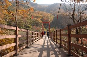 Bridge Autumn Leaves