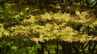 Leaf Wood Nature