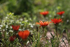 Flowers Nature Plants