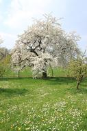 Cherry Blossom Franconian