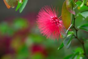 prickly wild flower in the foliage