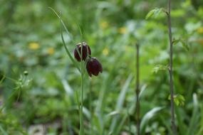 Tulip Motley Fritillaria Meleagris