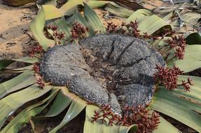Nature Plant Leaf