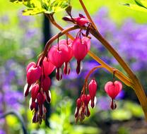 flowers branch berries