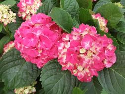 Nature Flowers Plants