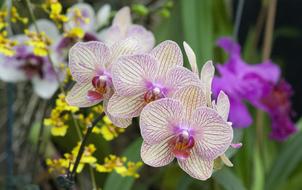 exotic beautiful flowers