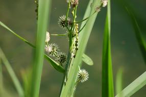 Green Grass Nature