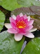 water lilies lilies water