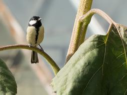 Tit Nature Bird Animal