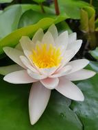 Lotus Flower
