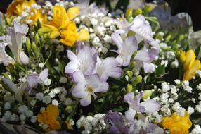Flower Plant Garden