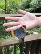 Outdoor Nature Garden