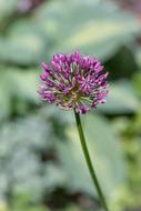 purple wild flower in the grass
