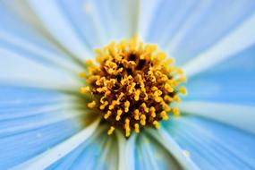 Gerbera Pistil Flower