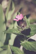 Heath Orchid Pointed Flower Pink
