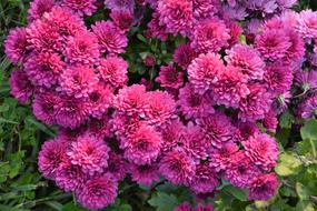 Flower Chichewa Live Vivid Color