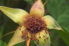 Flower Plant Blossom