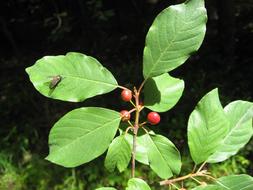 Leaf Nature Plant