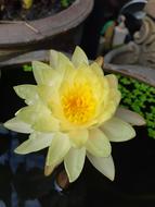 Lotus Nature Water Plants