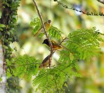 Nature Wildlife Bird