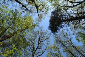Tree Nature Crown