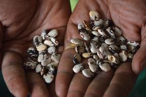 Biodiversity Seeds Bean